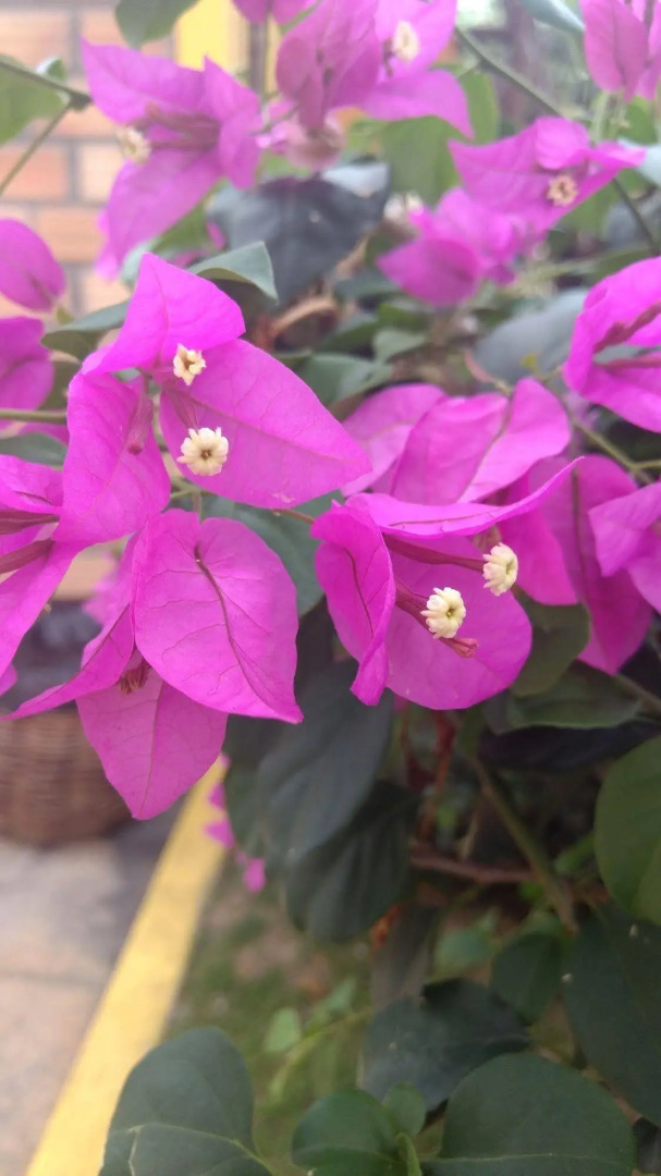 Pousada Flores do Mar