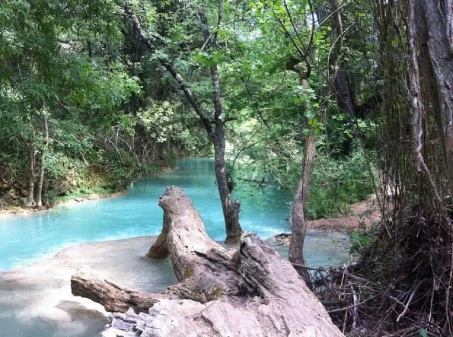 la Mésange Bleue du VERDON