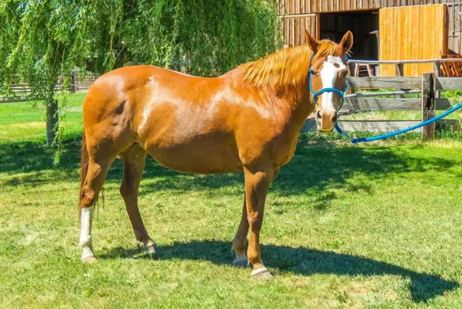 Long Hollow Guest Ranch