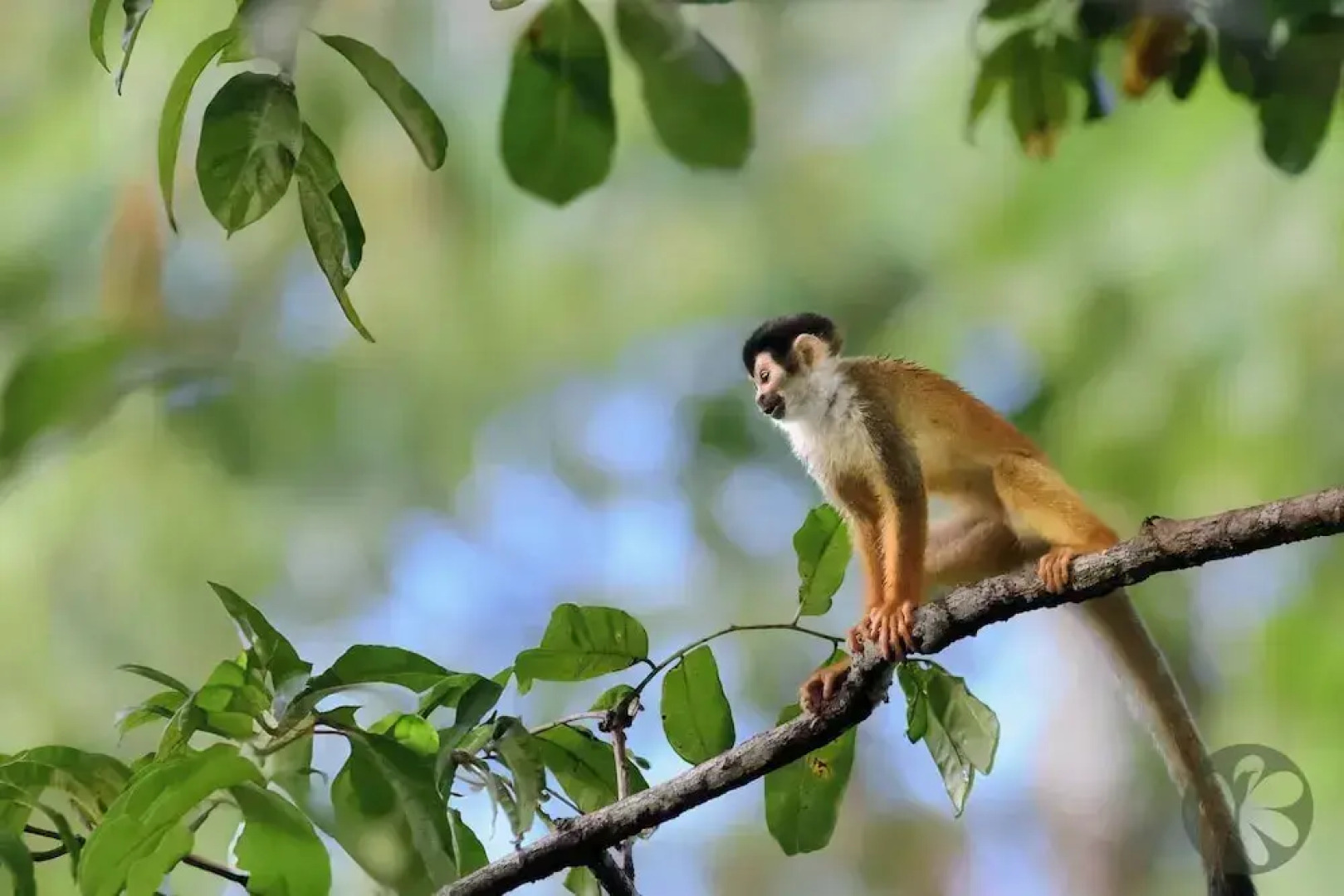 Villa Bruno - Terrace - Jungle - Birdwatching