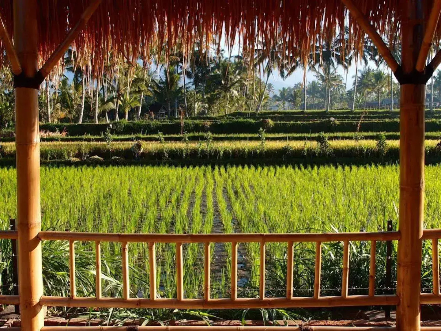 Les Rizieres Lombok - Tetebatu