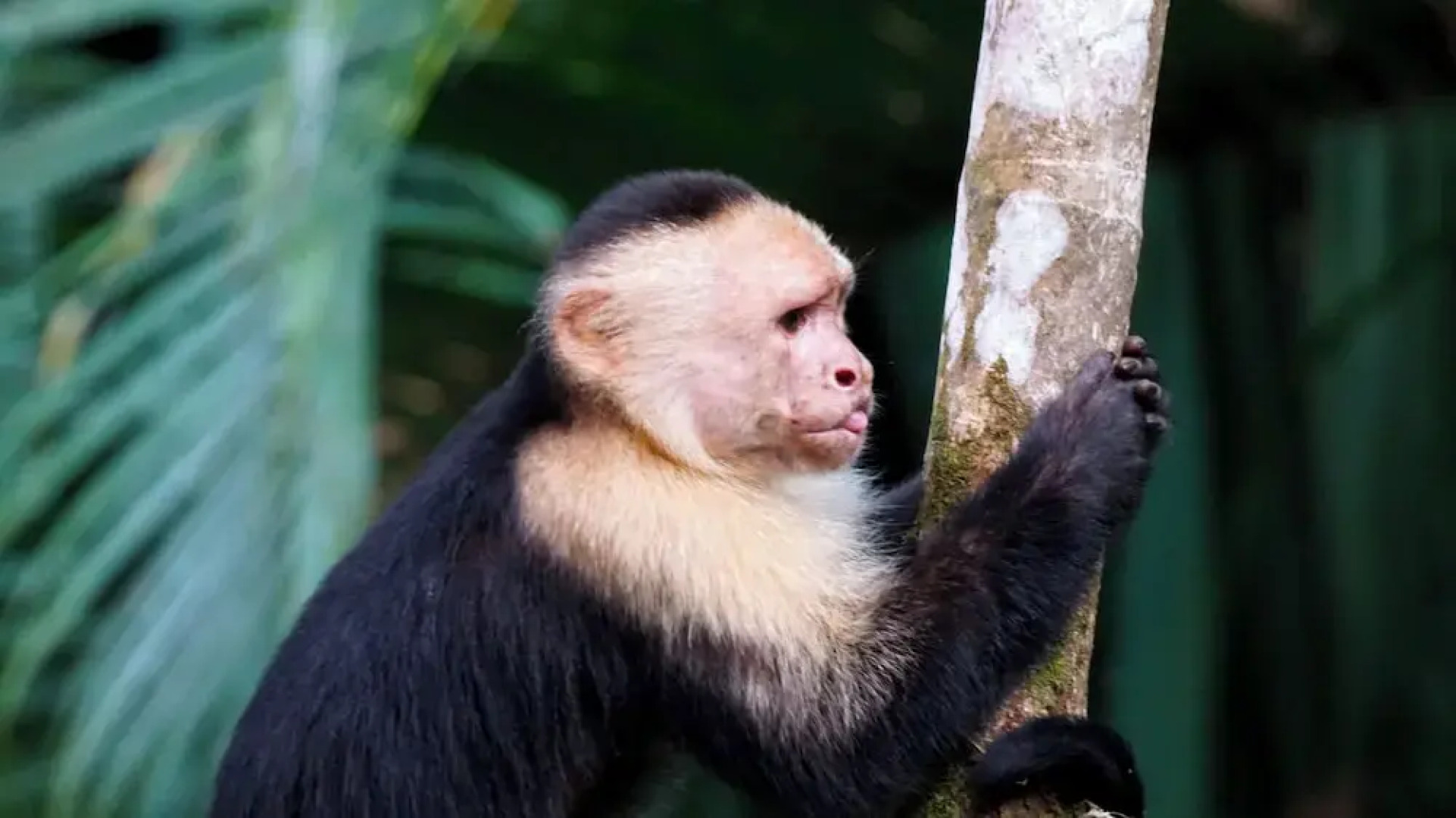 B&B Jardin de los Monos