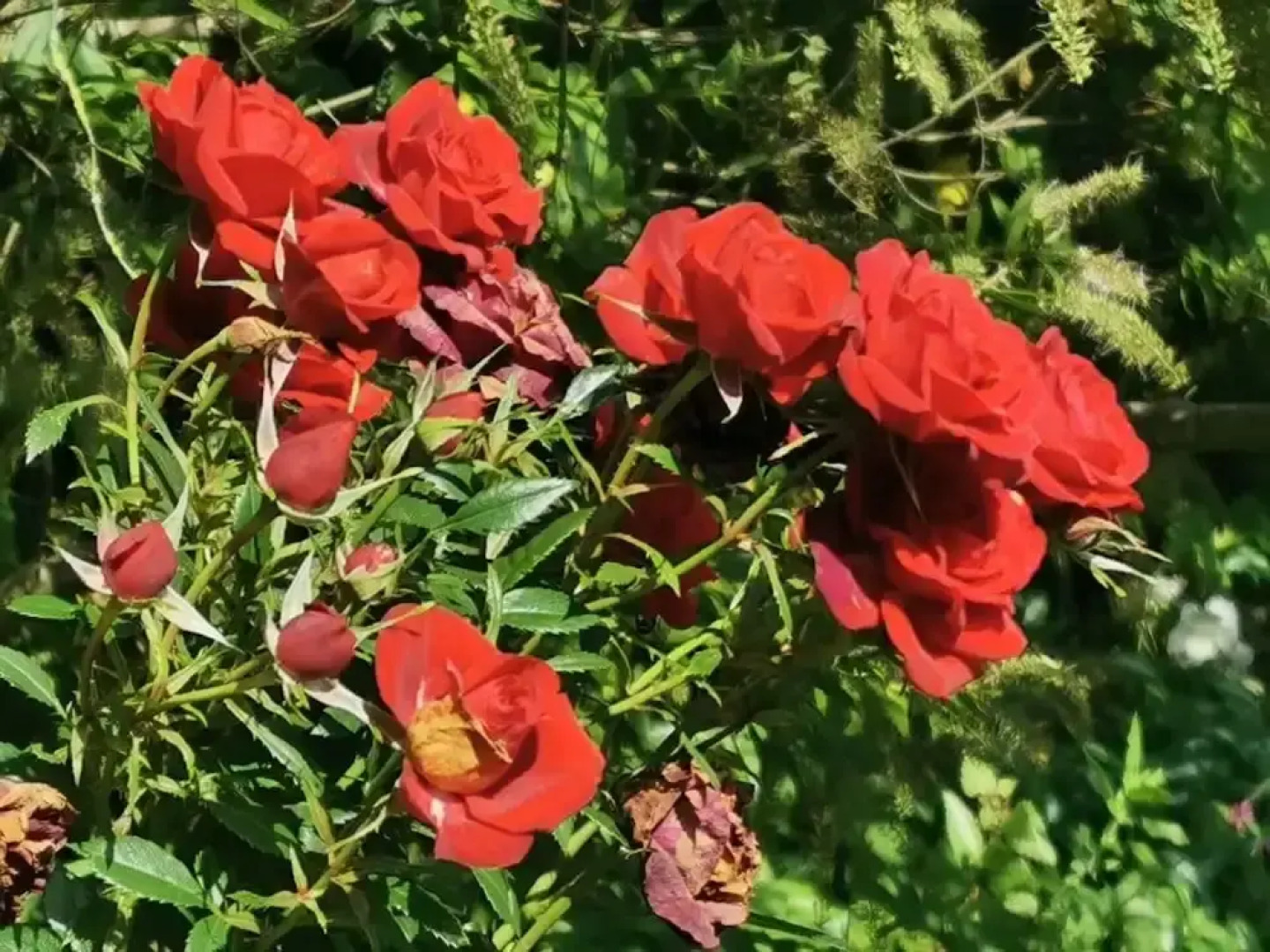 Charming 1-bed Cabin in Gaerwen