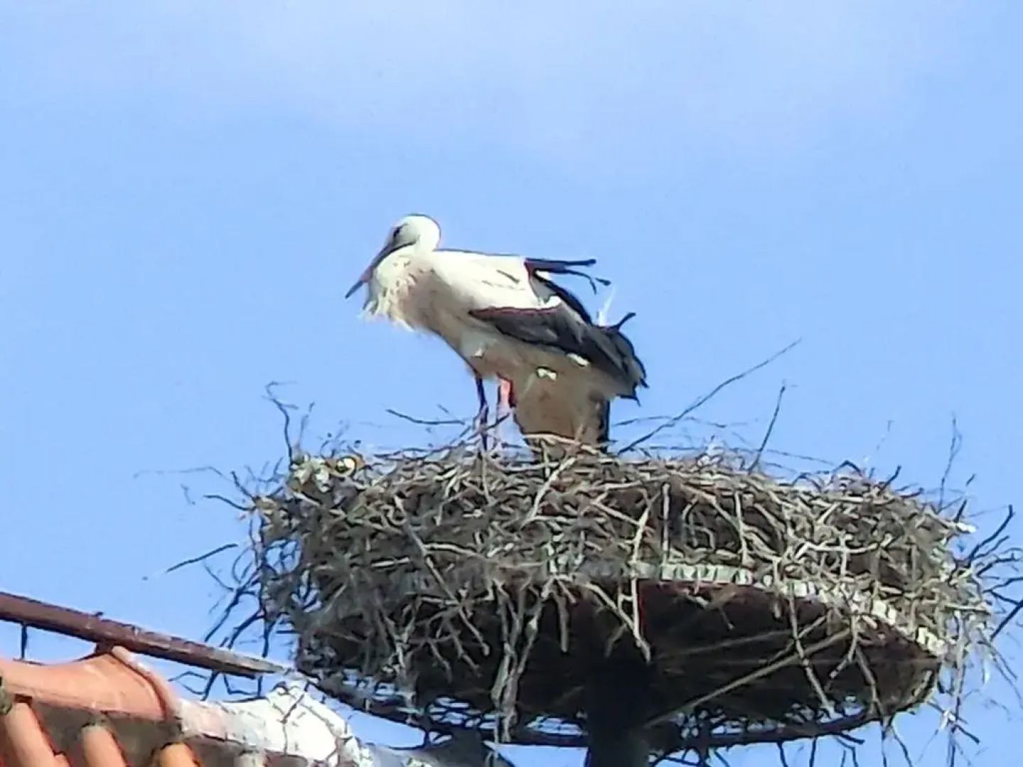 Pension Eichschmid / Röll´n Biergarten