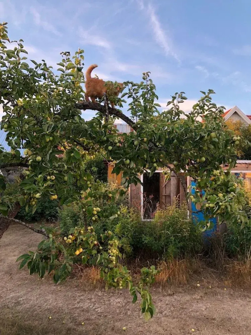 Runsten Säng & Frukost