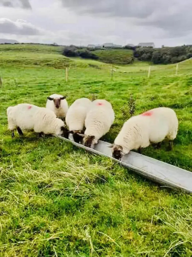 The Snuggly Sheep Shepherd Hut Campview Farm Stay