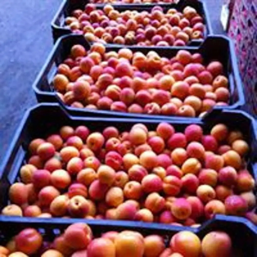 Villa With 5 Bedrooms in Bompensiere, With Private Pool, Enclosed Garden and Wifi - 25 km From the Beach