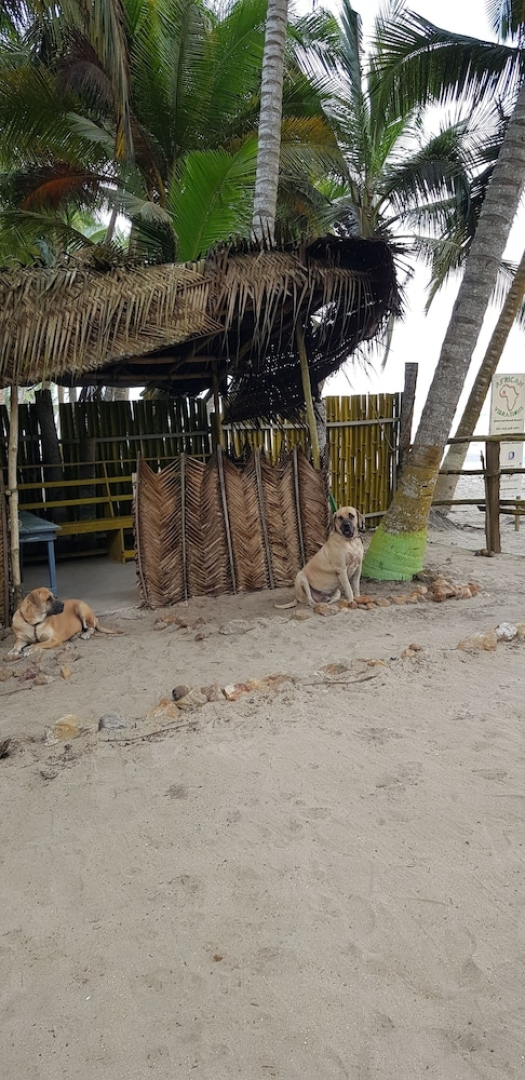 African Vibrations Beach Resort