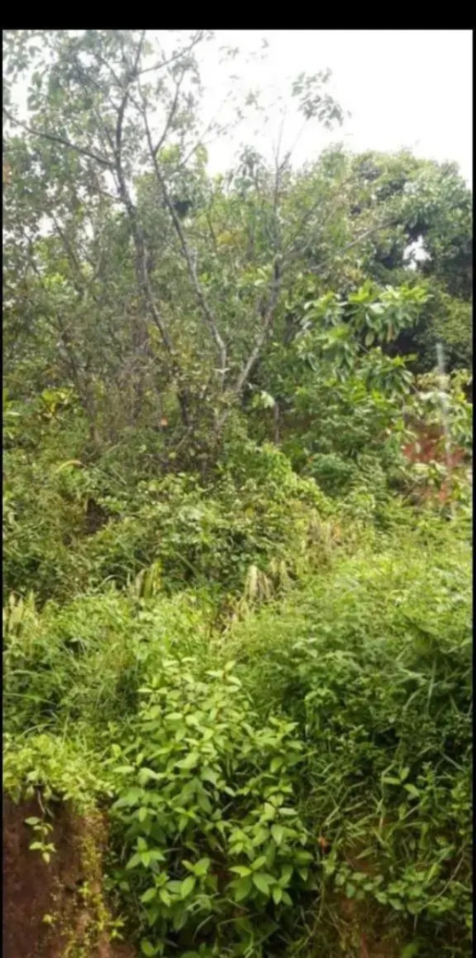 Sanjeewa Guest