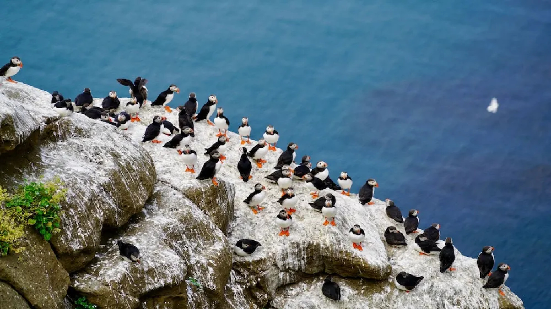 Puffin Palace Guesthouse