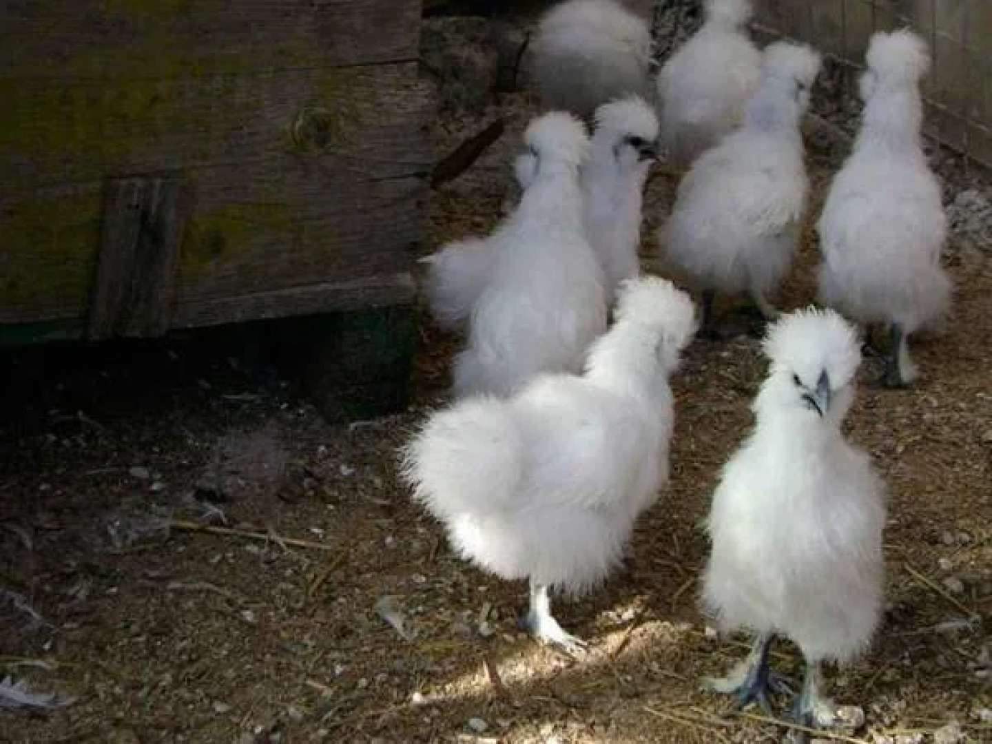 Agriturismo Fattoria Spezia