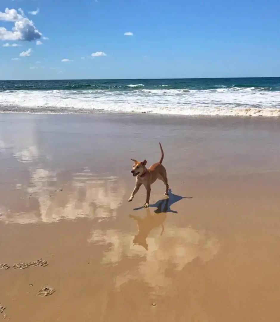 Mudjimba Esplanade Villa