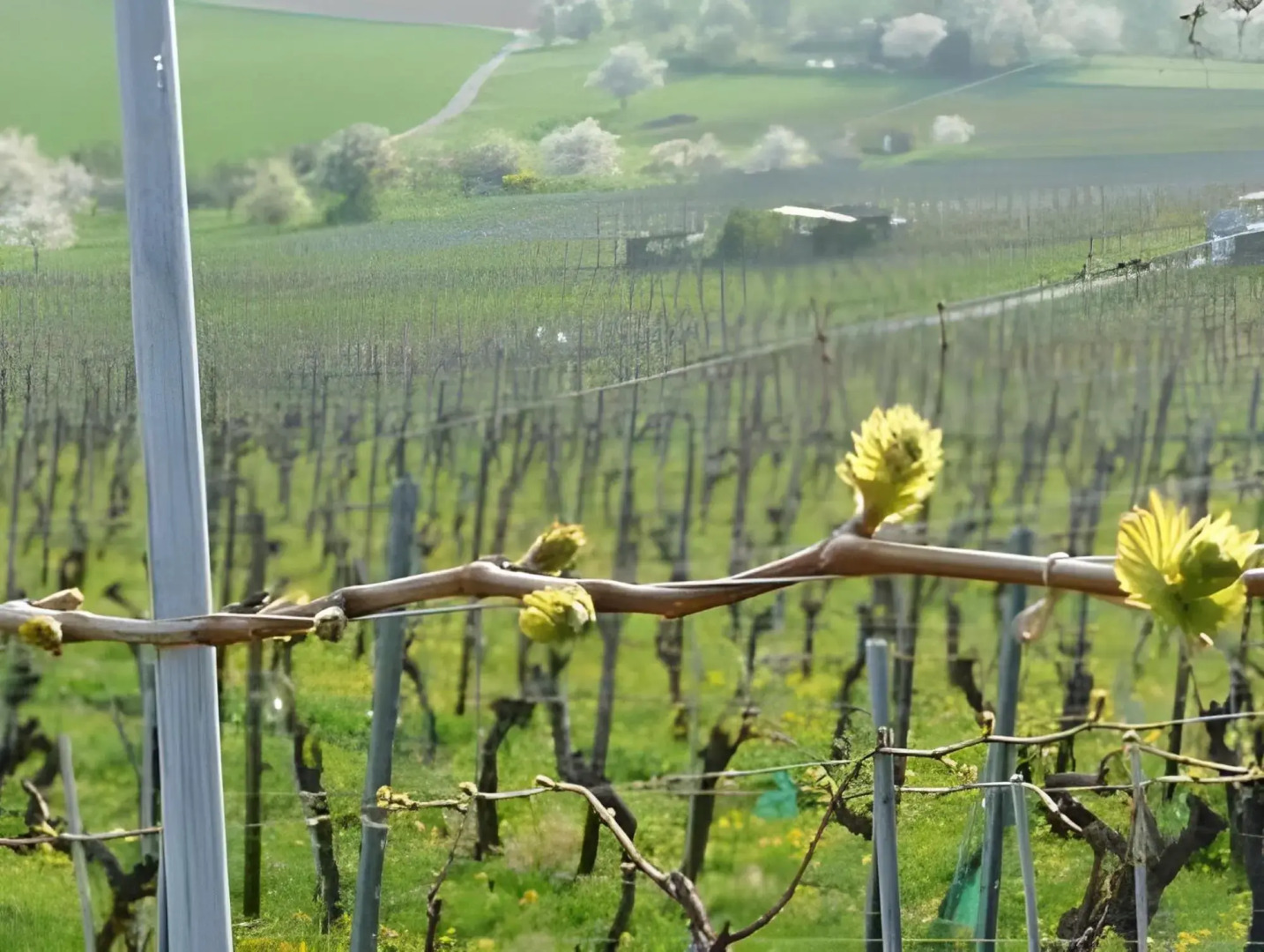 Wengerterstube & Gästezimmer Kern