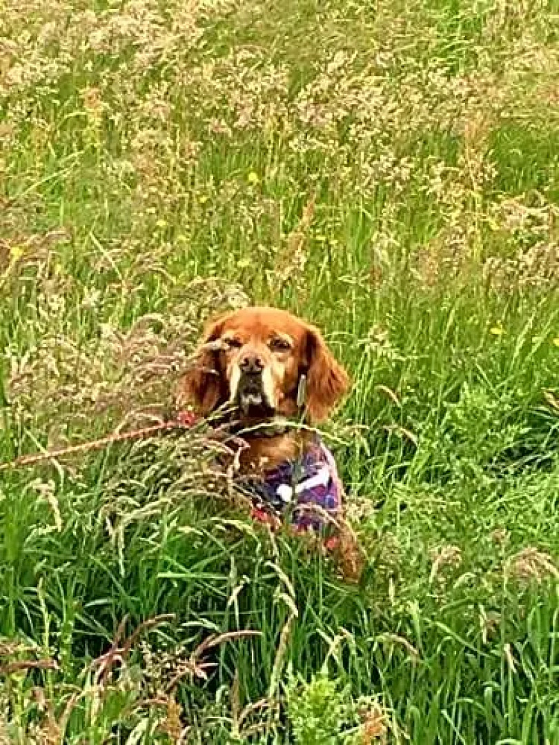Willie Jack's Cottage B&B, Near NC500