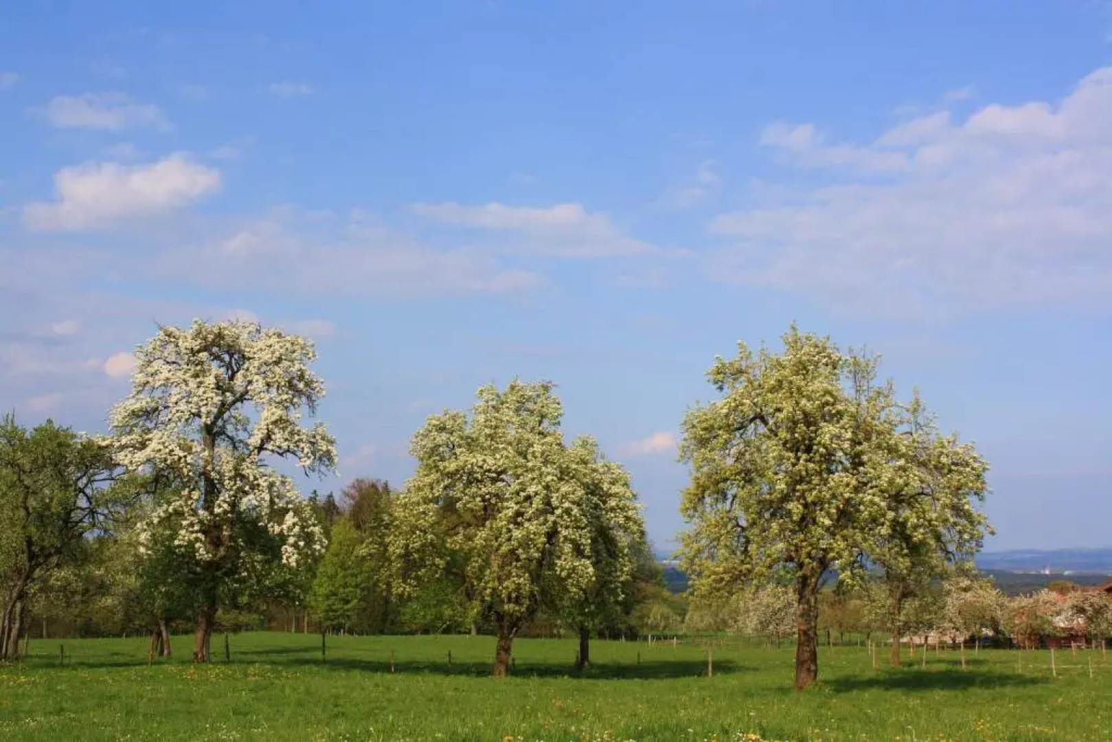 Appartements Apfelblüte