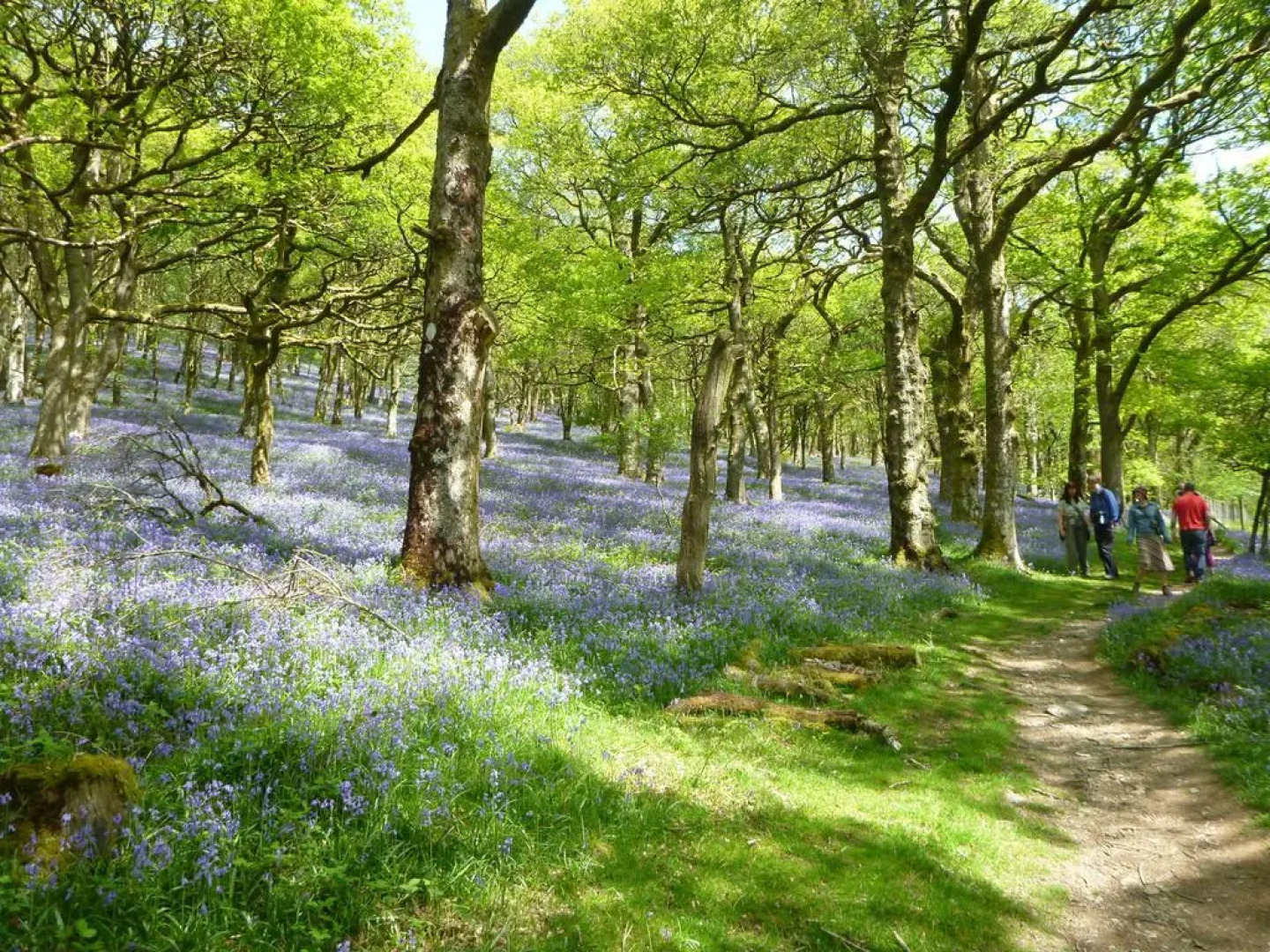 Home Stay at Lledgwial