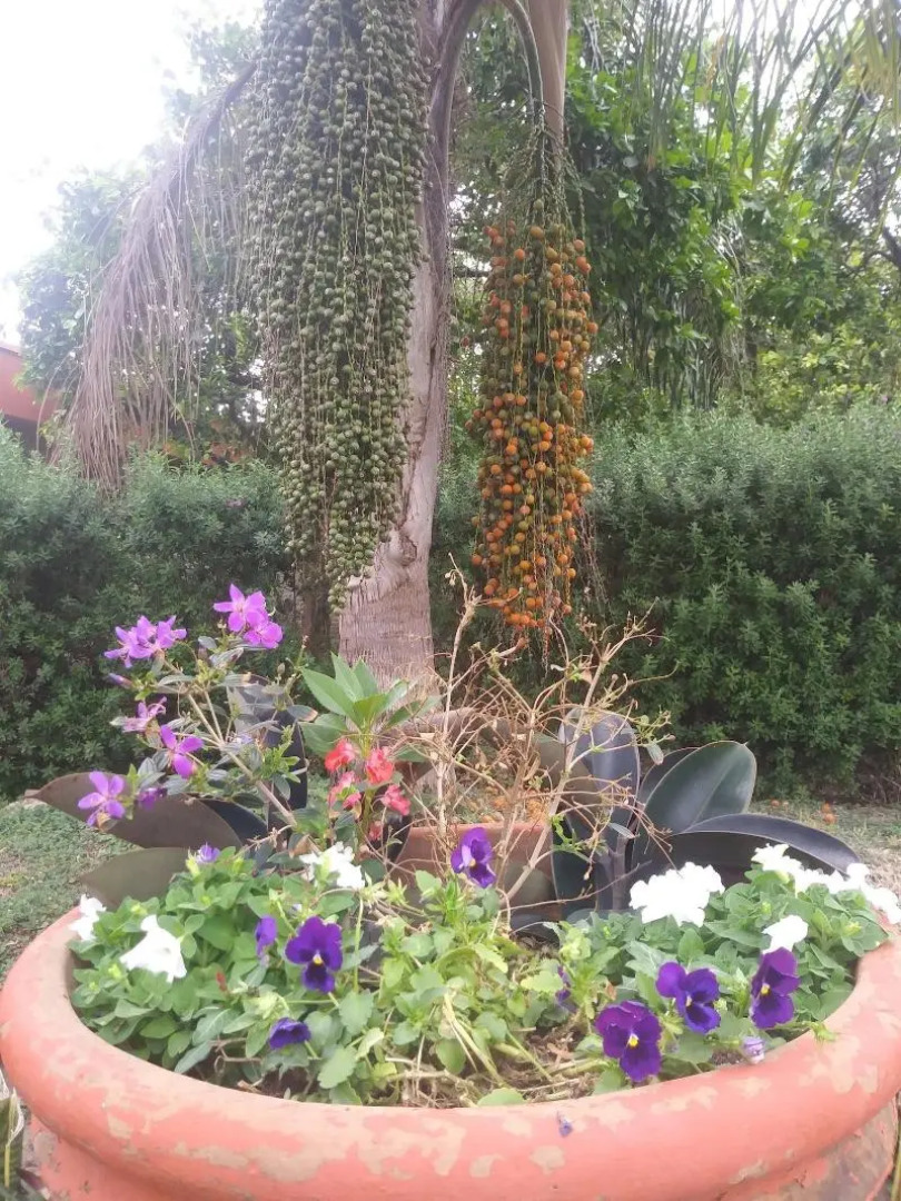 Victoria Palms Inn & Suites