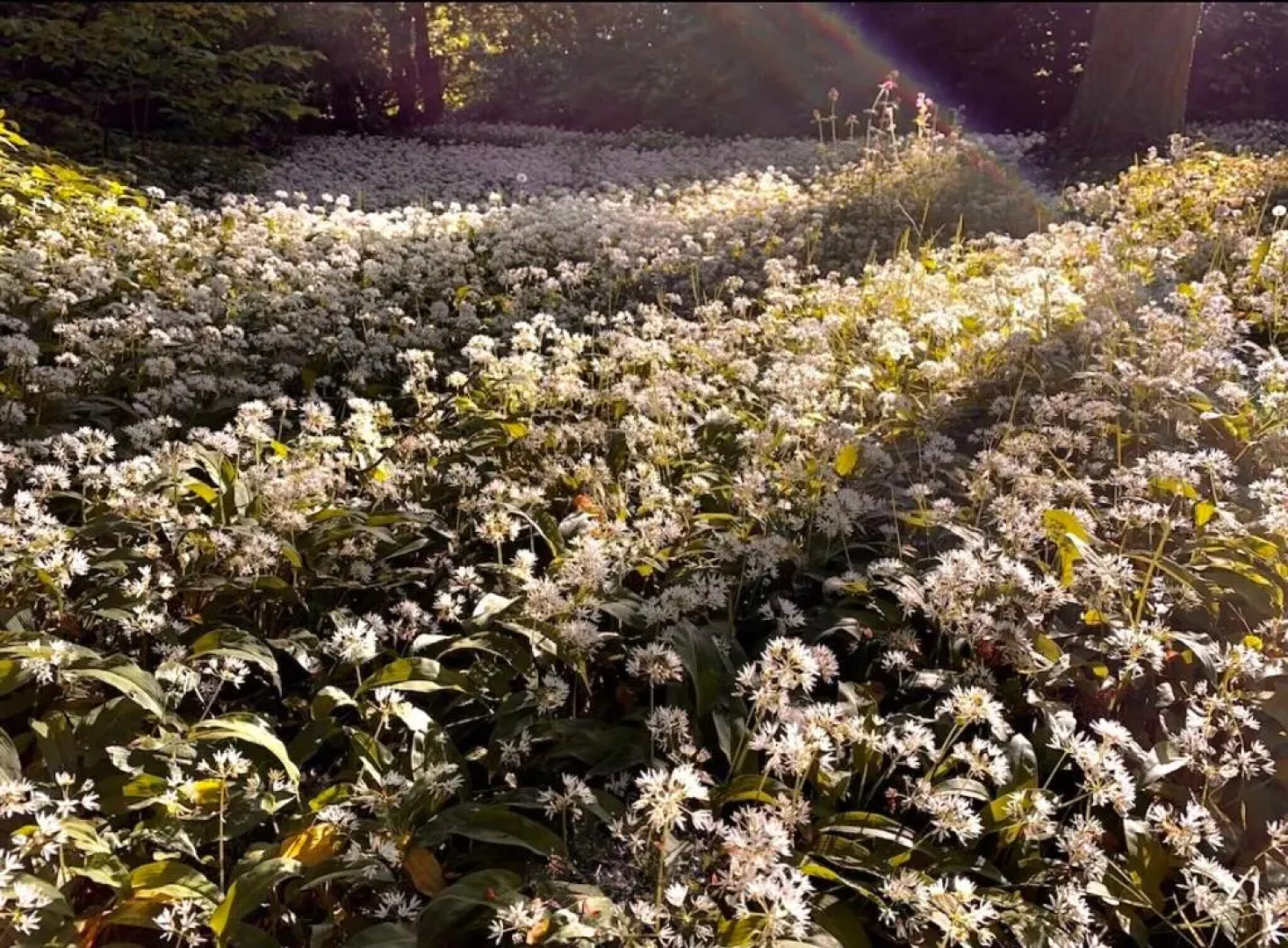 Hayes Suite (Adults Only)