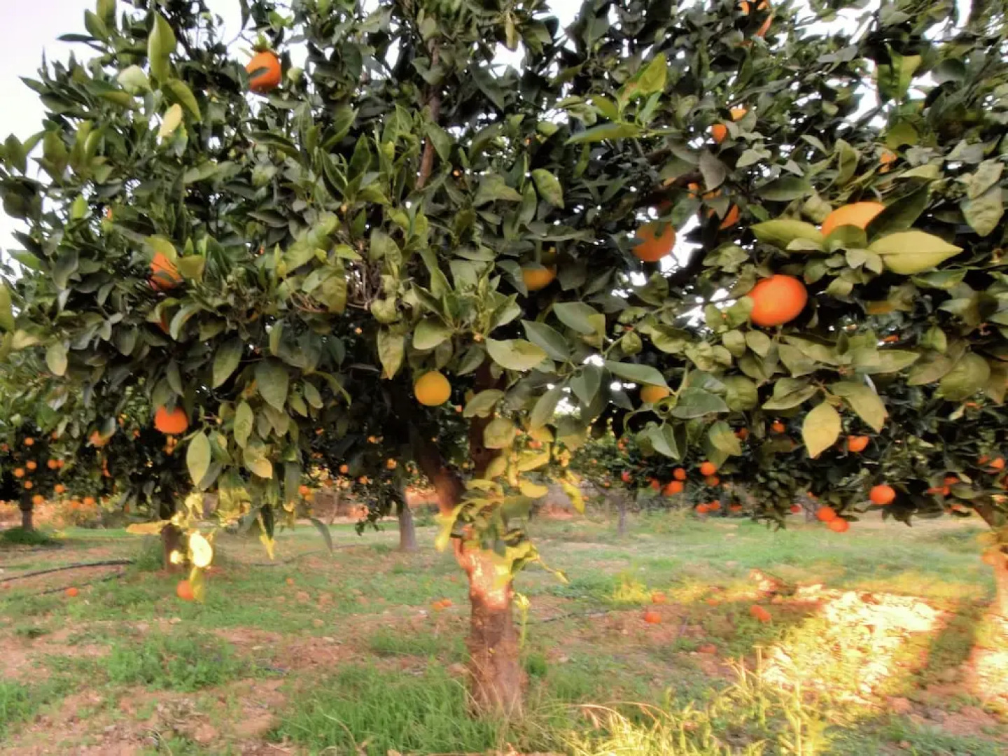 Comfortable Cottage in Periana With Swimming Pool