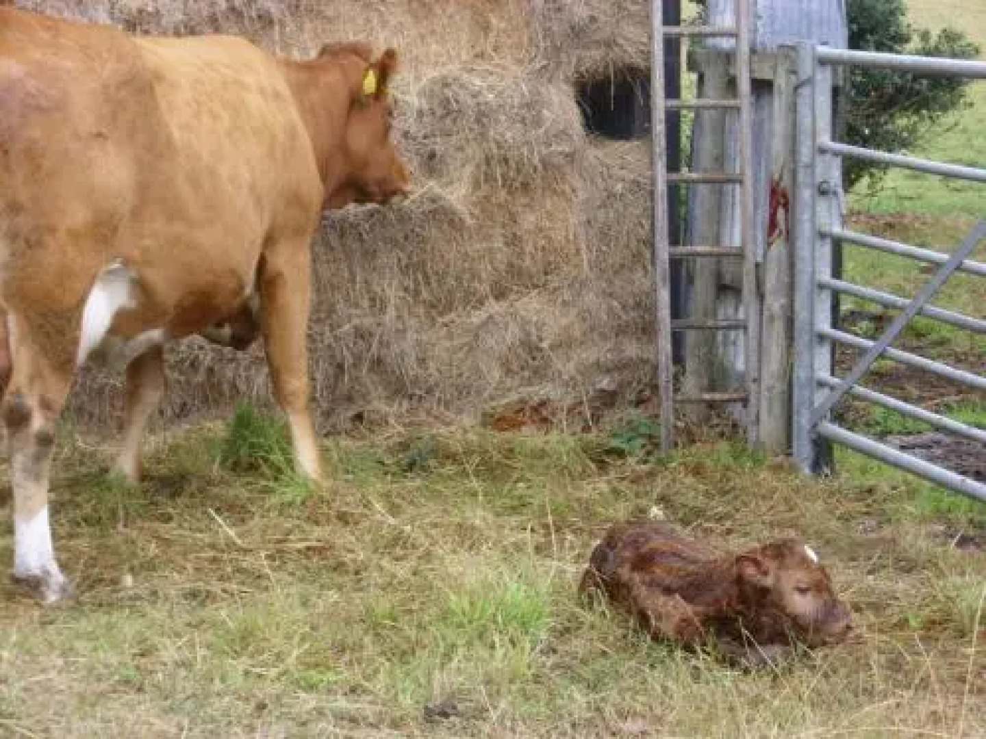 The Golden Lion Hotel