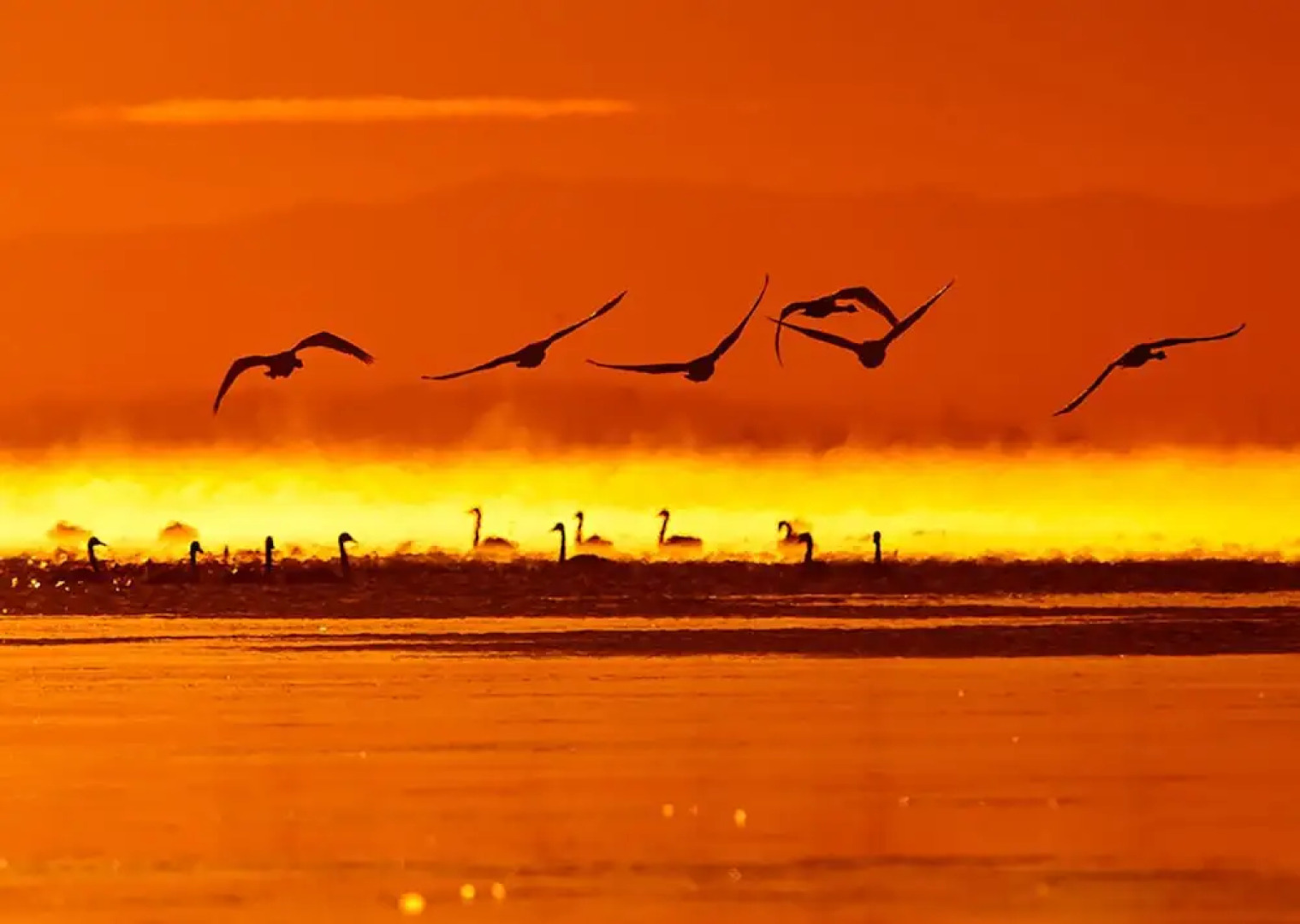 Xilingol Auspicious Horses