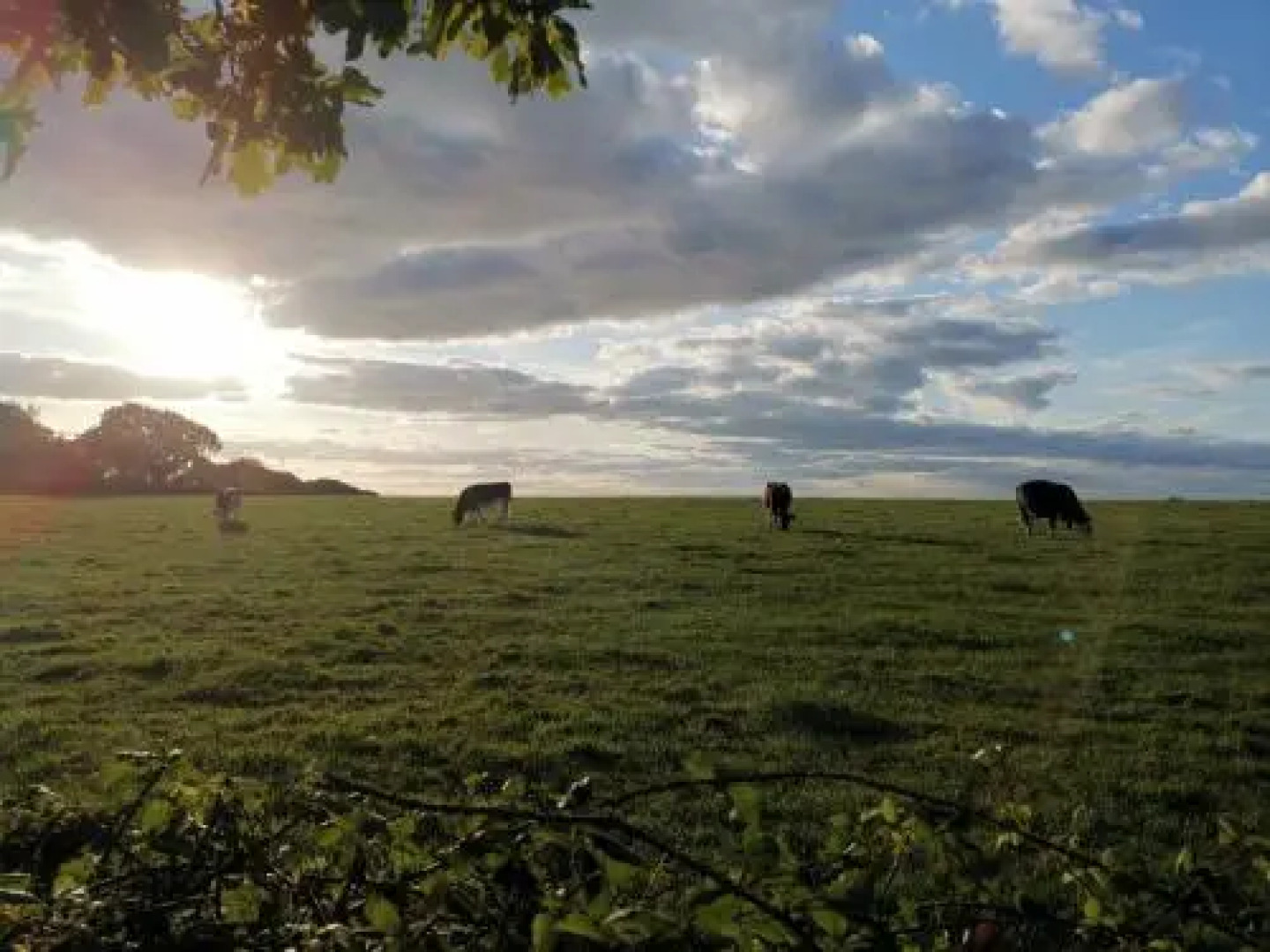 Sunnycott Caravan Park