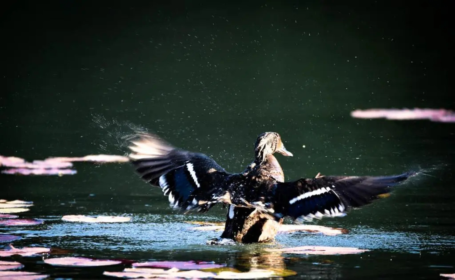 Bambuu Lakeside Lodge