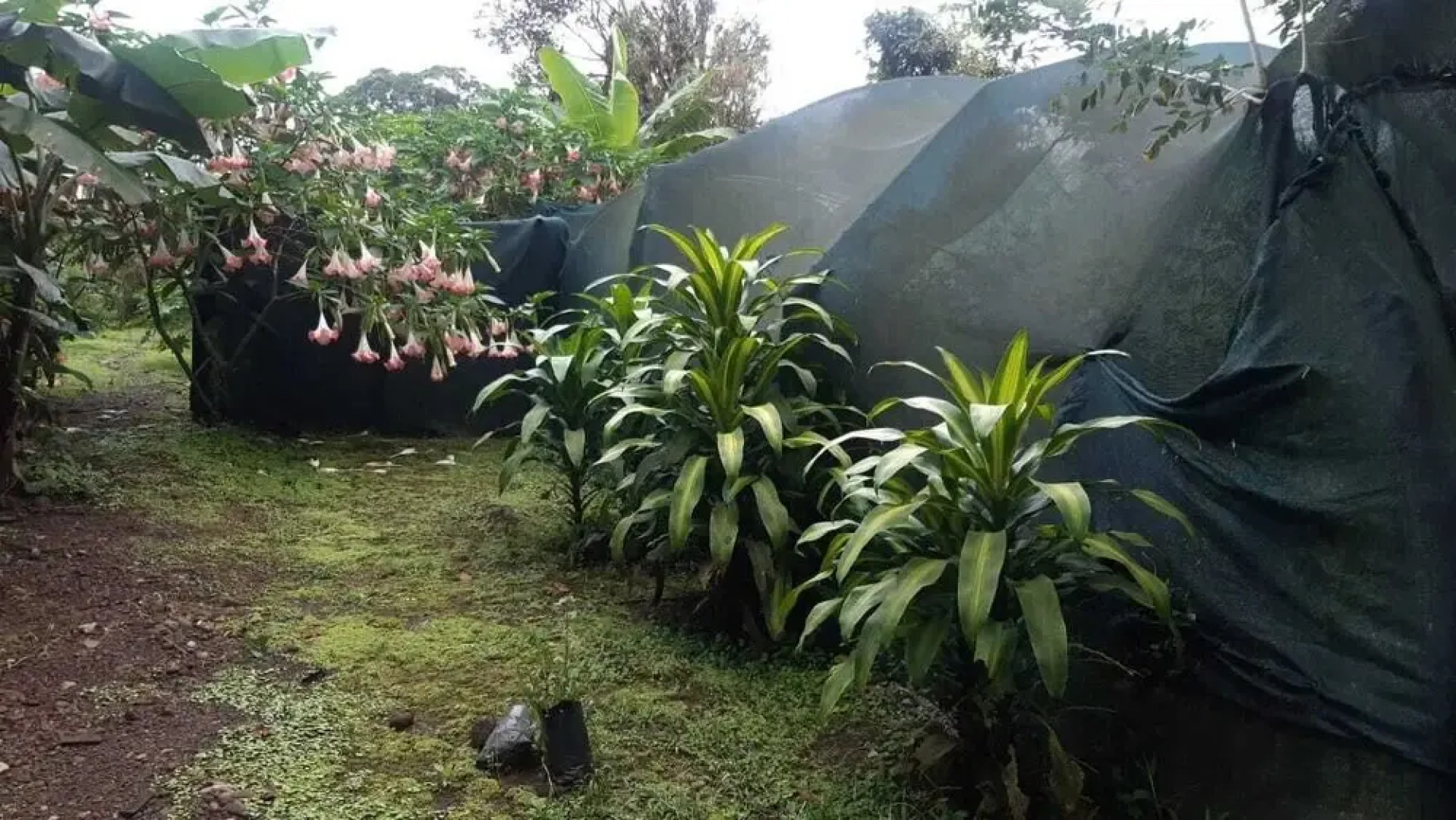 Rio Celeste Family Lodge