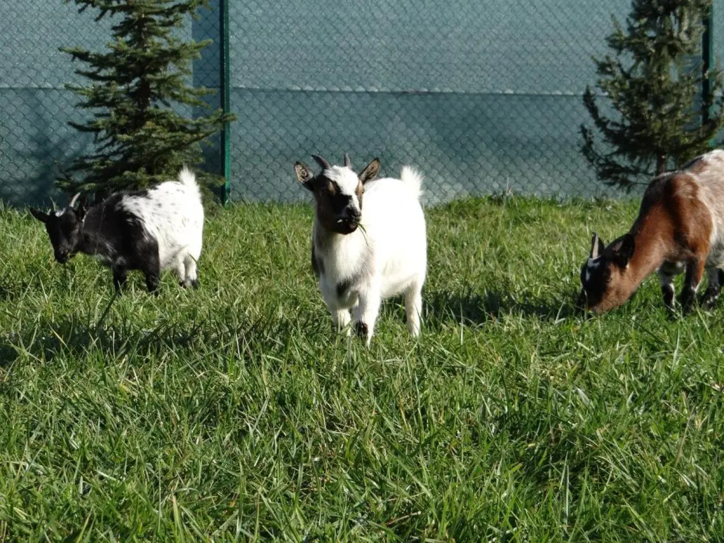 Rybárska bašta a penzión Dobys