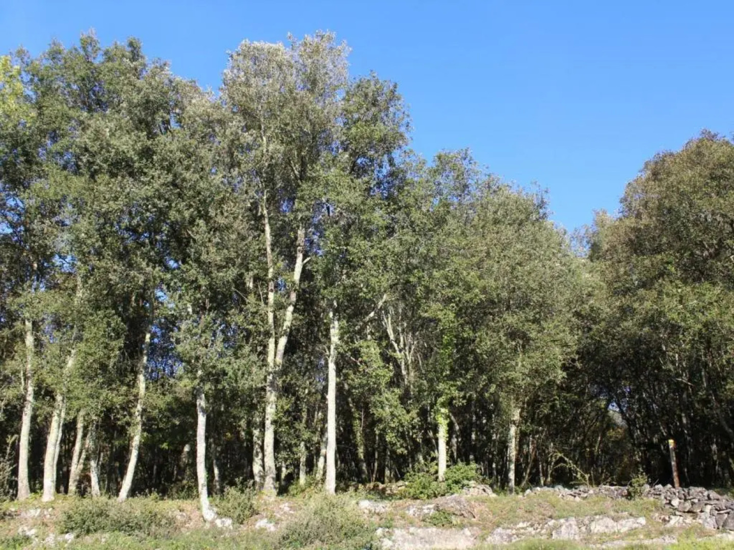 Gîte La Roque-Gageac, 2 pièces, 2 personnes - FR-1-616-28