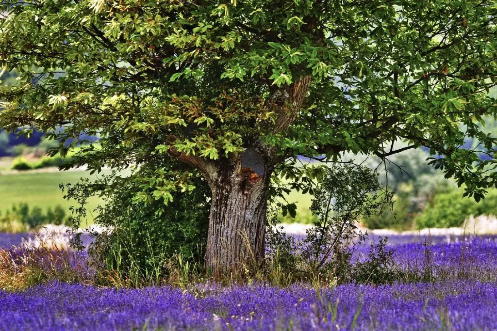 ibis budget Manosque Cadarache