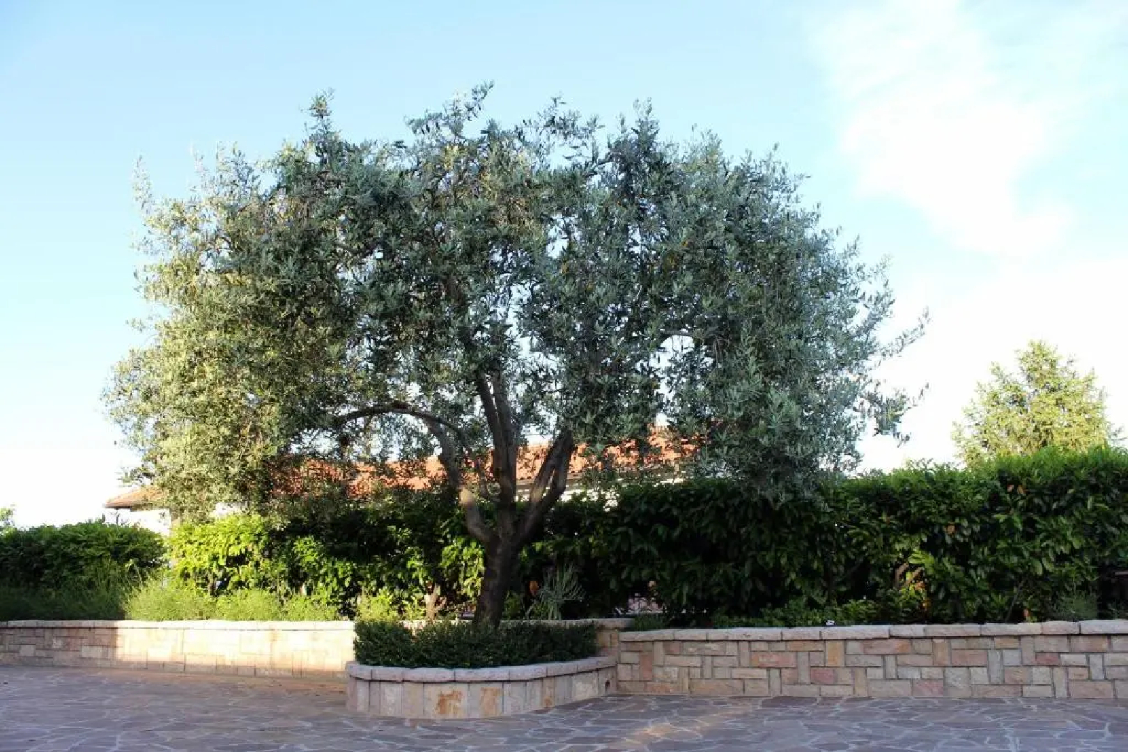 Apartments Dalia