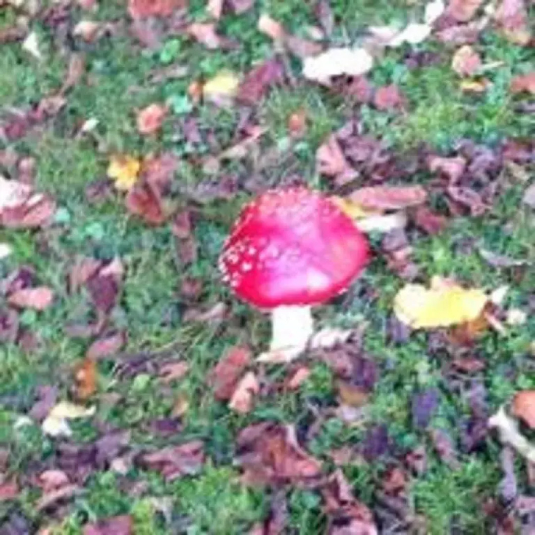 Ons Stulpje Schoutsen