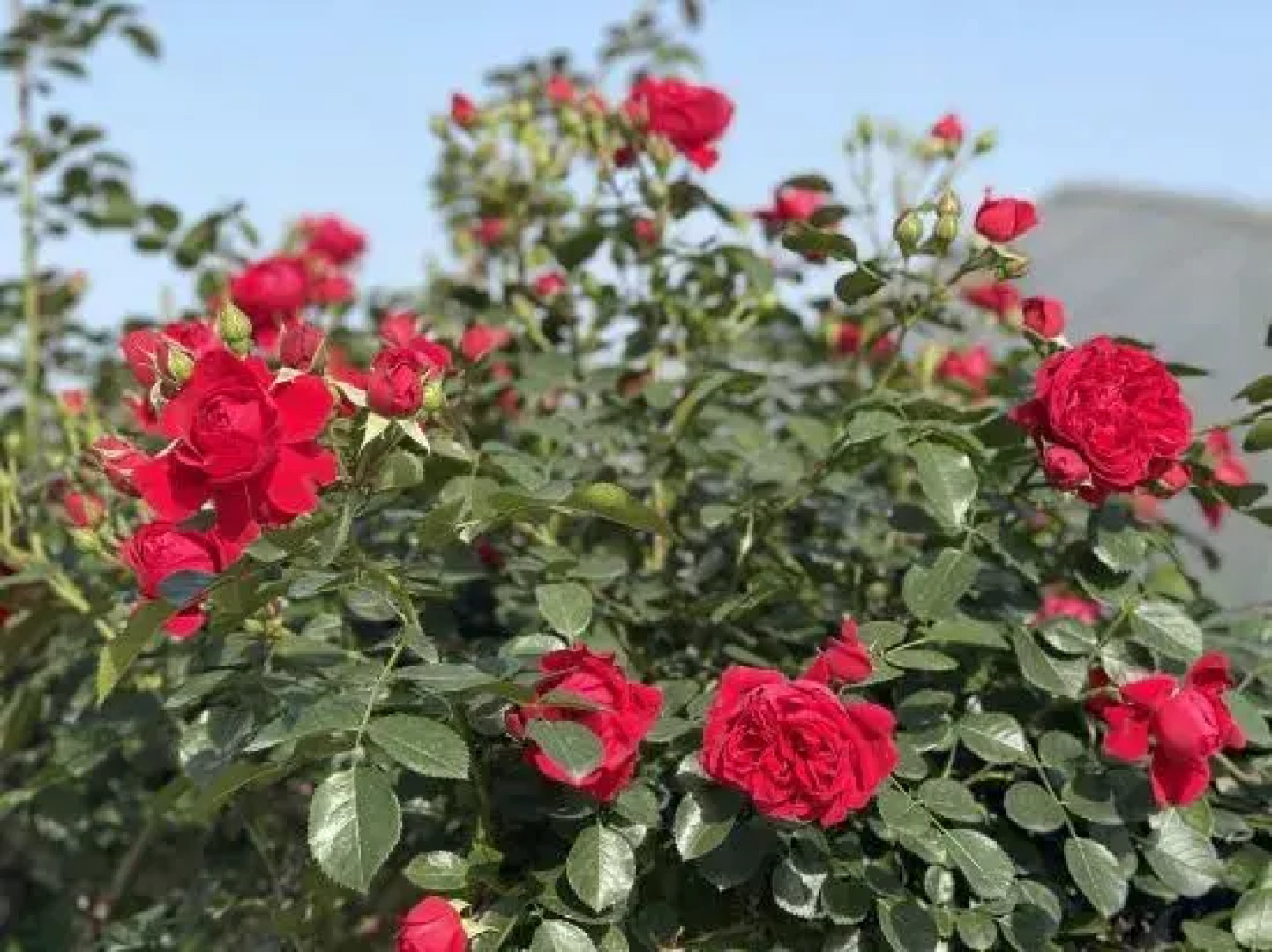 Zhaizhuang Gate Homestay (OMG Heartbeat Paradise)