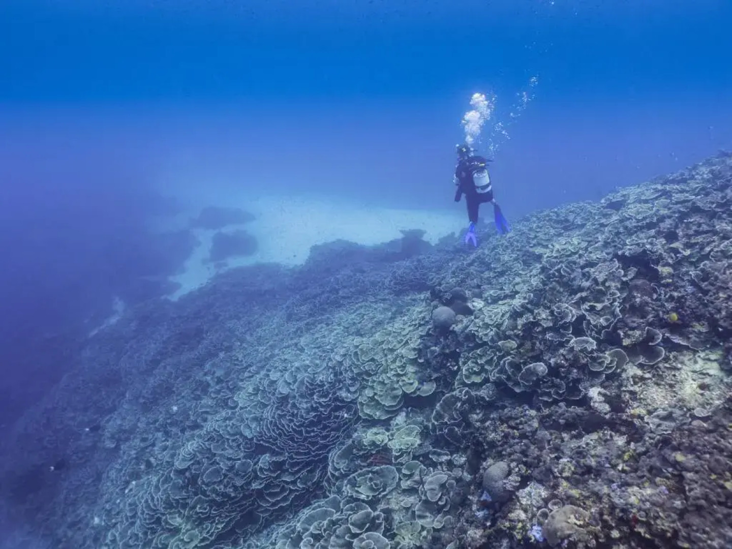 Gecko Nature Lodge & Swahili Divers