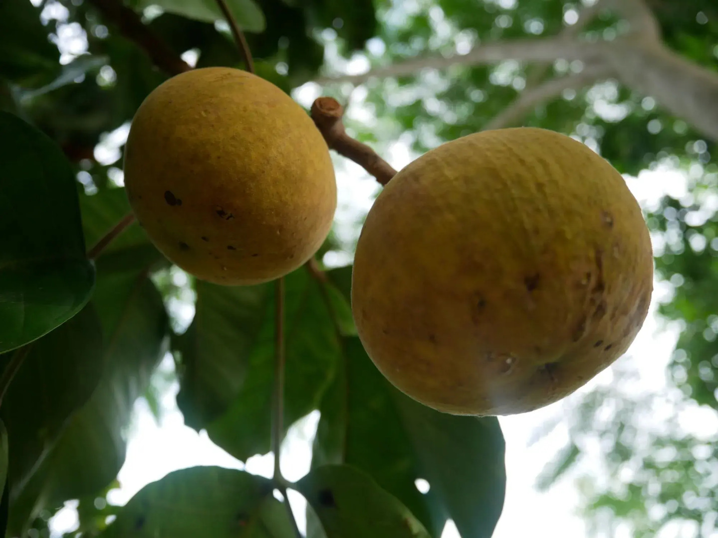 Baan Suan Palm Resort