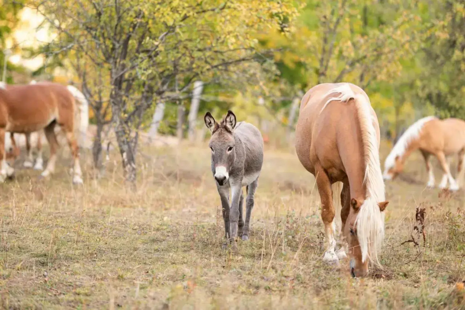 Potcoava Mountain Hideaway