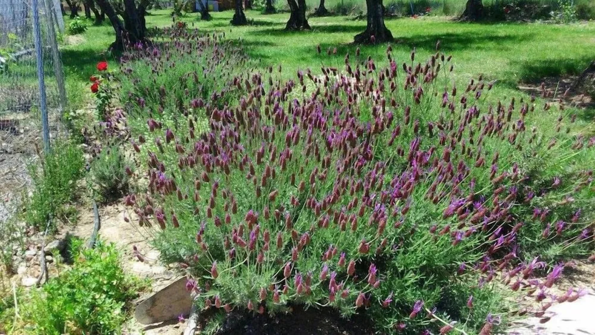 Campamento Los Tres Picos de La Vera