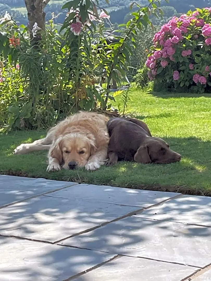 Westerley Country B & B with exclusive Guest lounge