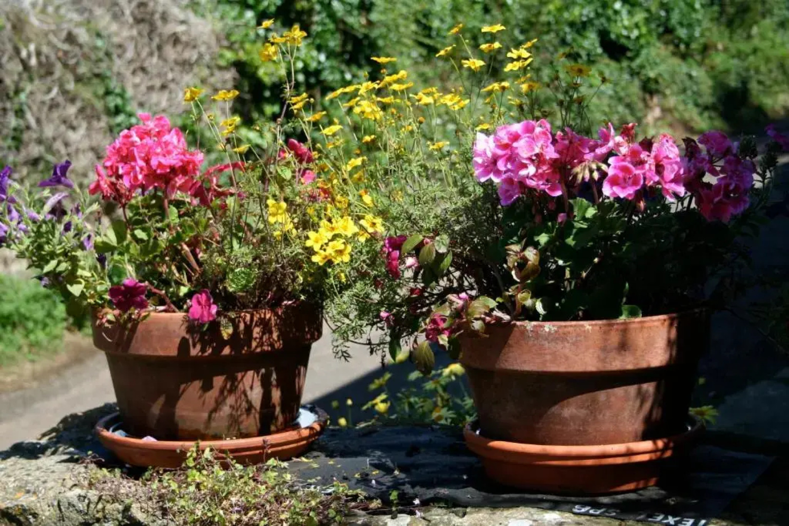 The Cottage Abbotsbury