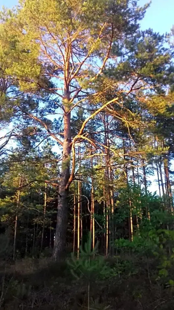 EKOLANDIA Domek na wynajem