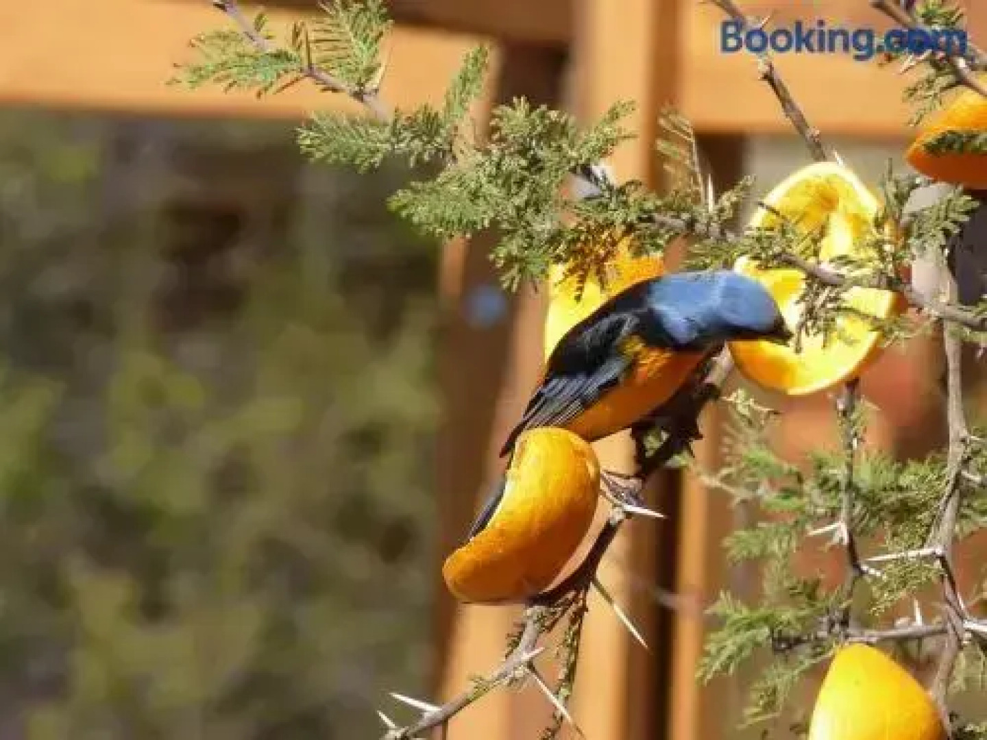 Complejo Pasos Malos