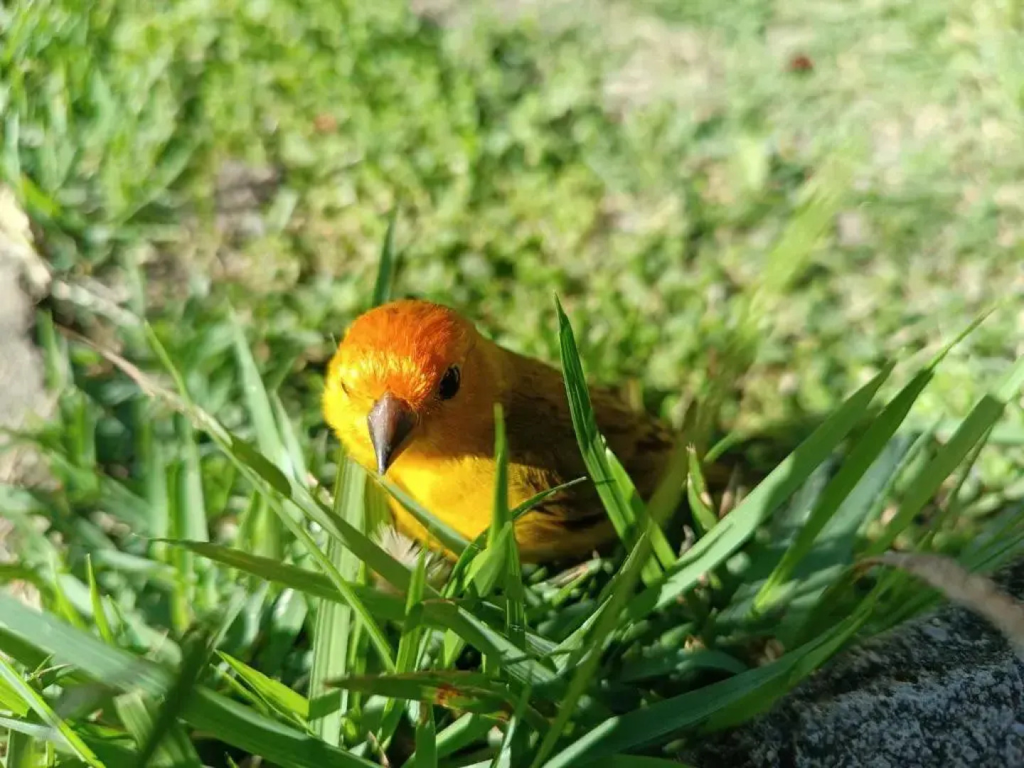 Toca Dos Coelhos Chales