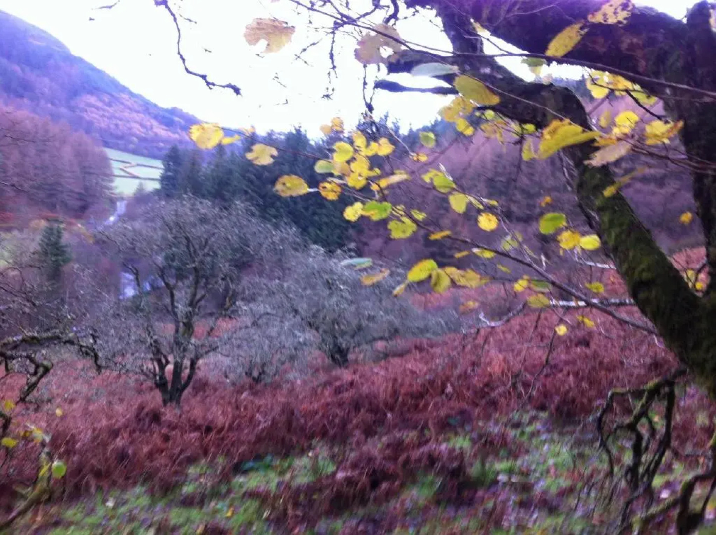 Bryncelyn Guesthouse