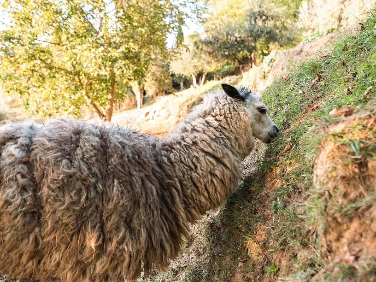 Farmhouse in Tuscany With Pool & Near Pisa