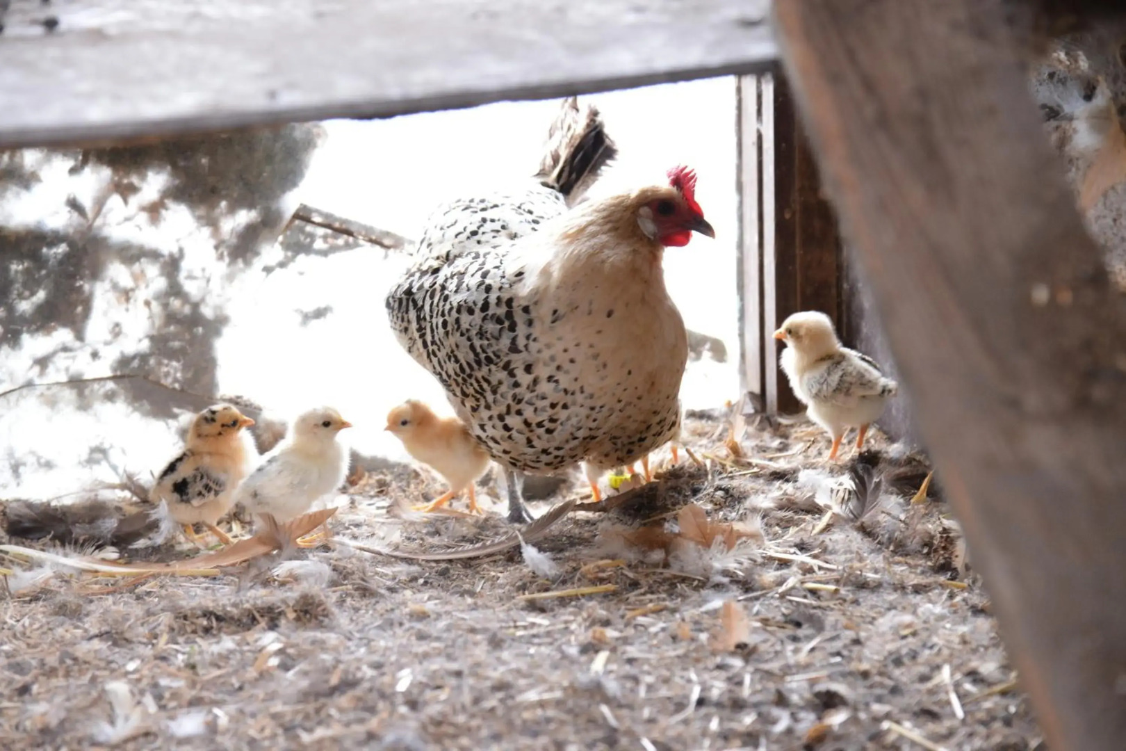 Guest House Aan de Hollandse IJssel