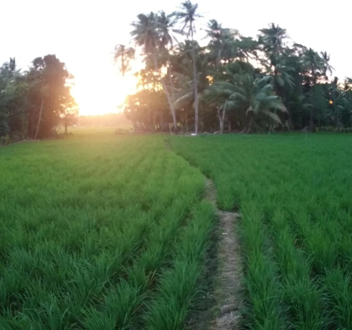 Krui Mutun Walur Surf Camp Sumatra