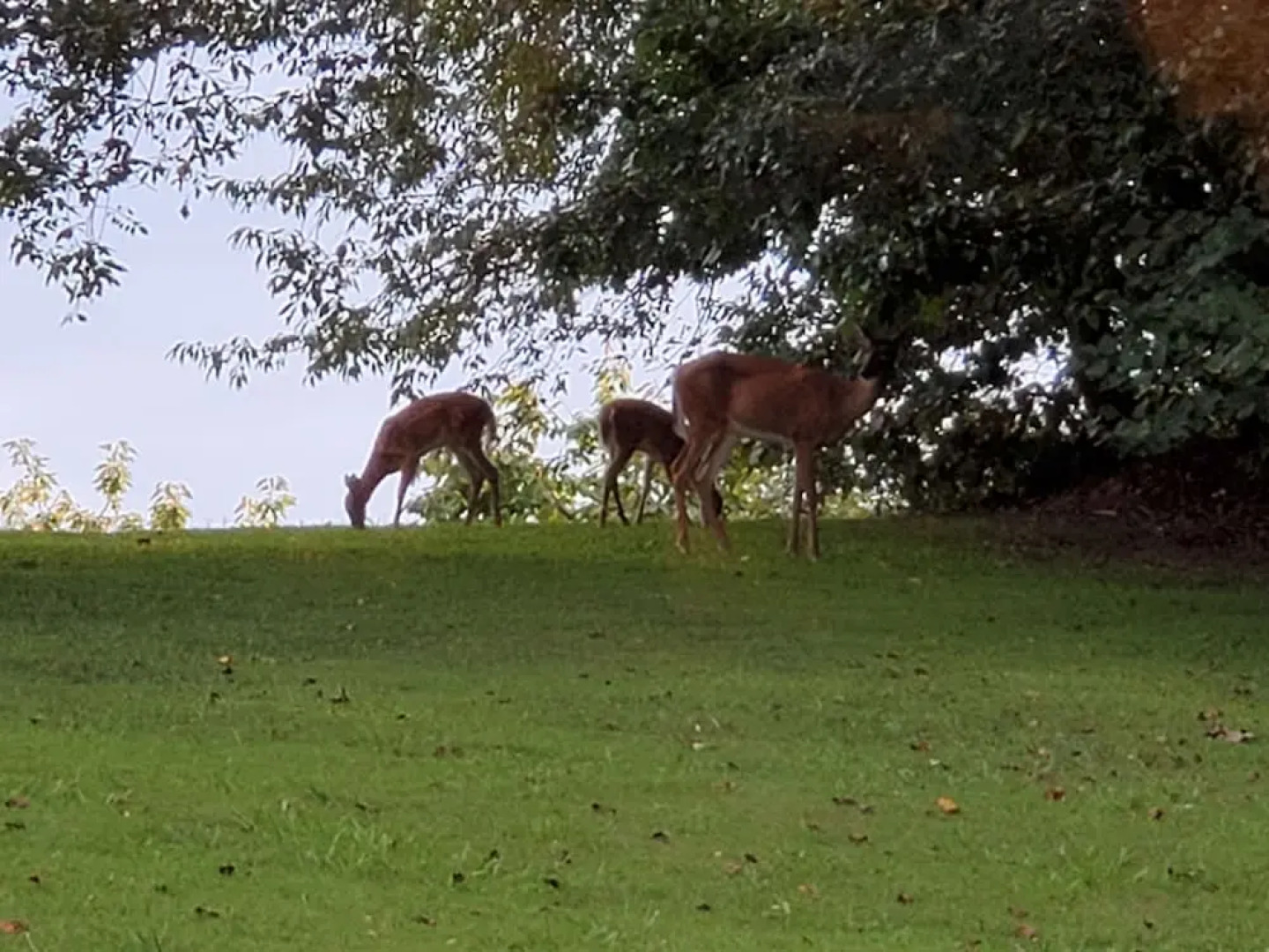 Blue Ridge Manor B&B