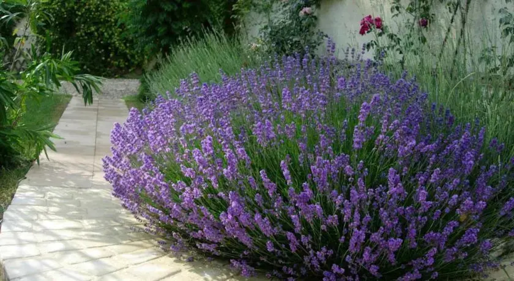 Les Vignes de Darneche