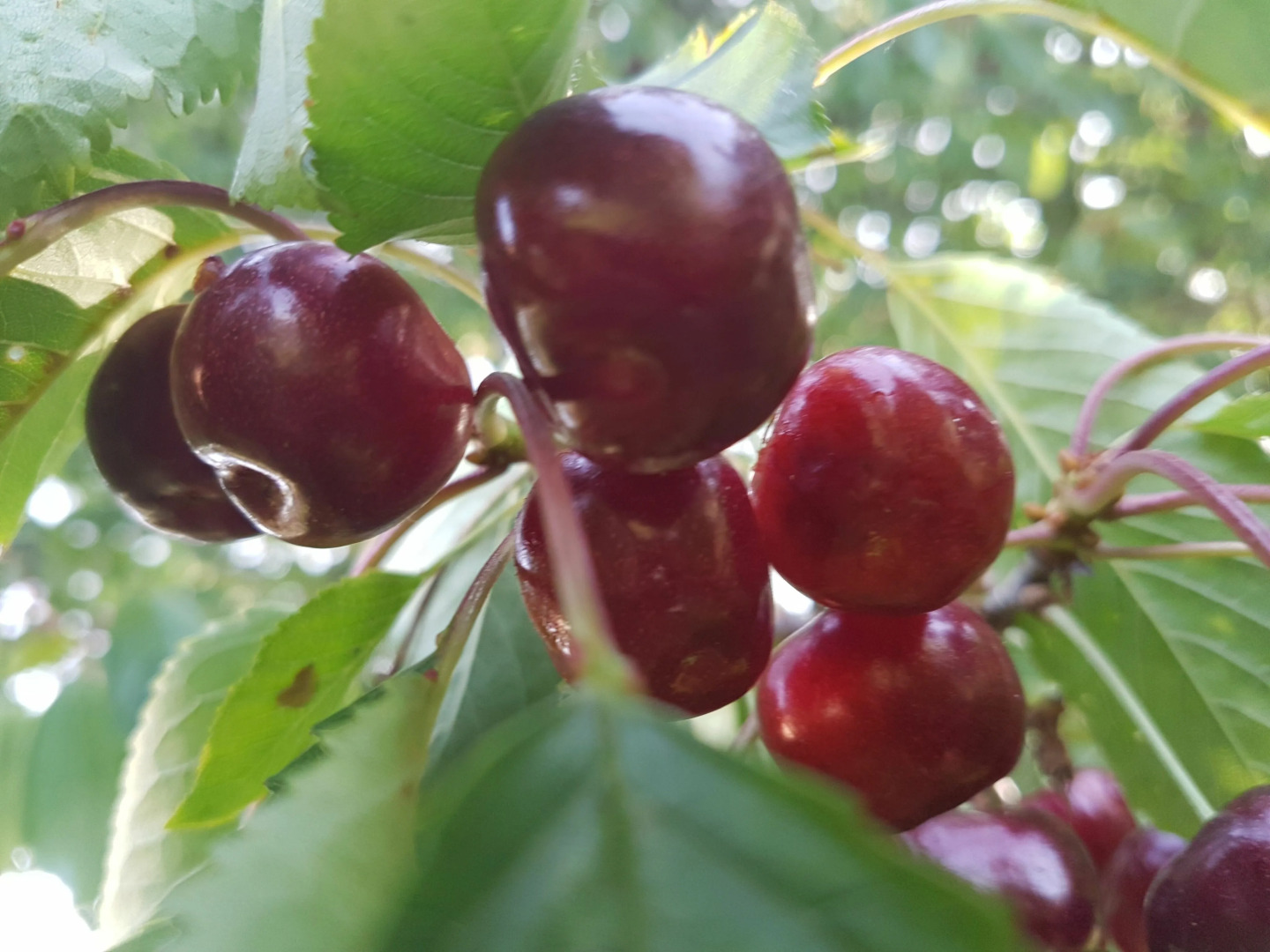 Villa Your Country Escape - Villa Your Country Esc